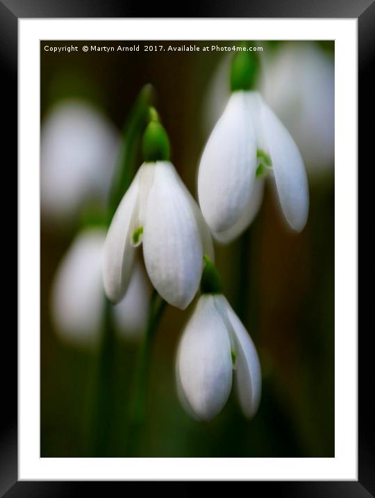 Snowdrops - Galanthus Framed Mounted Print by Martyn Arnold