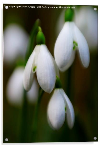 Snowdrops - Galanthus Acrylic by Martyn Arnold