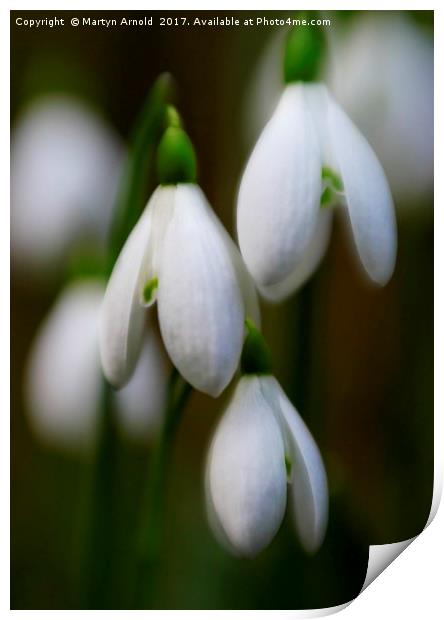Snowdrops - Galanthus Print by Martyn Arnold