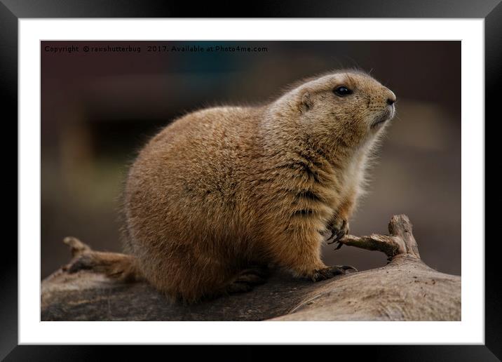 Black-Tailed Prairie Dog On A Tree Trunk Framed Mounted Print by rawshutterbug 