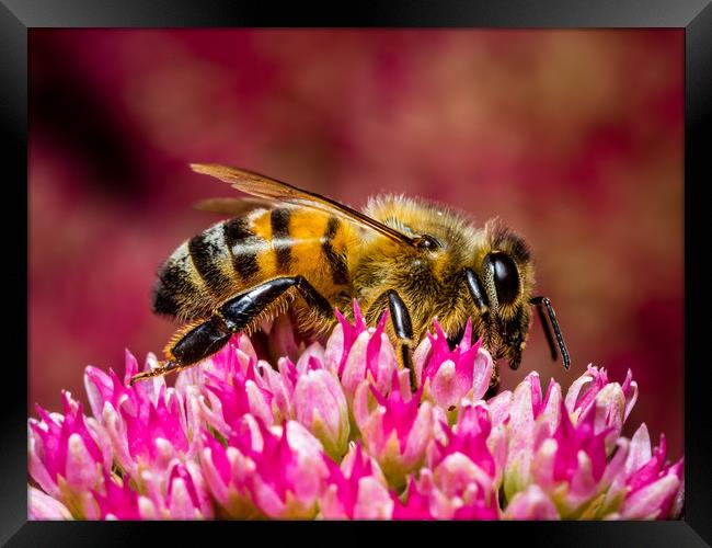 Honey Bee at Work Framed Print by Colin Allen