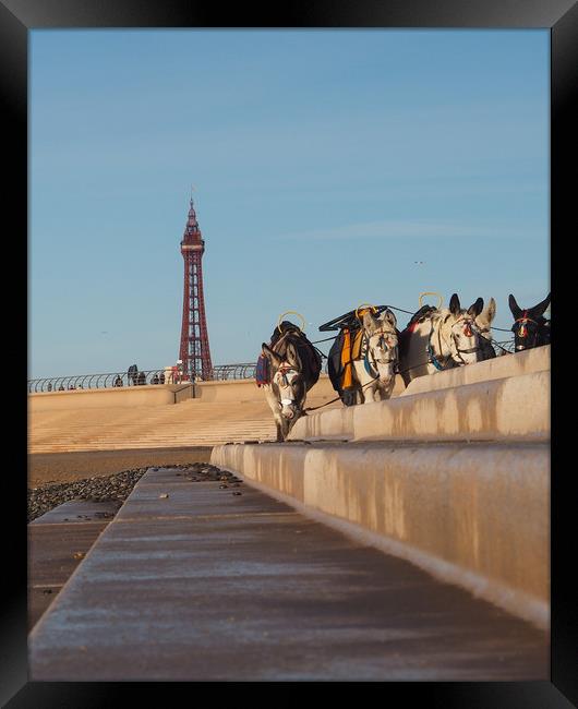 Blackpool Donkeys Framed Print by Victor Burnside