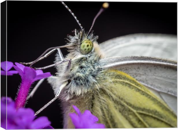 The Eye of the Green-Veined Butterfly Canvas Print by Colin Allen