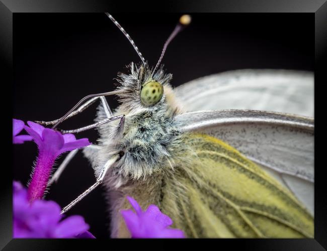 The Eye of the Green-Veined Butterfly Framed Print by Colin Allen