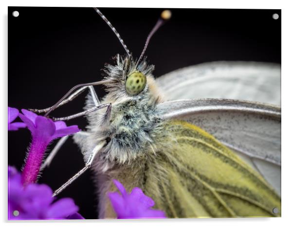 The Eye of the Green-Veined Butterfly Acrylic by Colin Allen