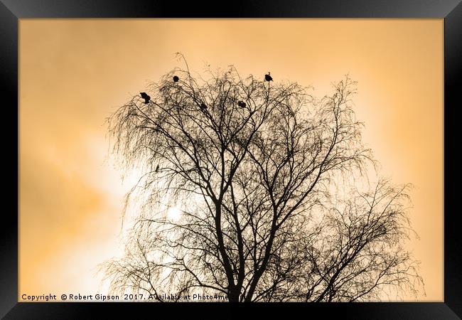 Sepia Roosting birds Framed Print by Robert Gipson
