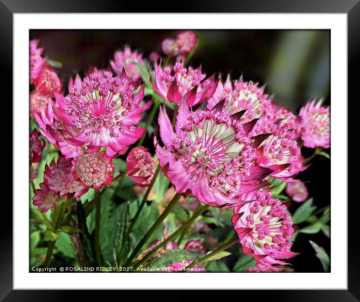 "ASTRANTIA IN THE SUNSHINE" Framed Mounted Print by ROS RIDLEY