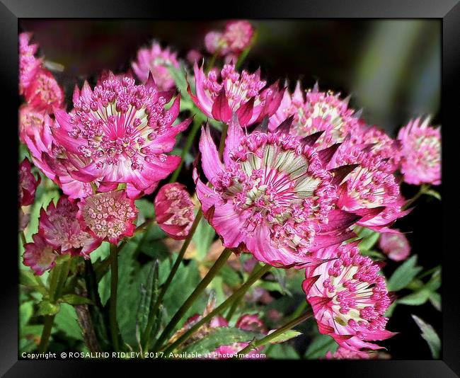 "ASTRANTIA IN THE SUNSHINE" Framed Print by ROS RIDLEY