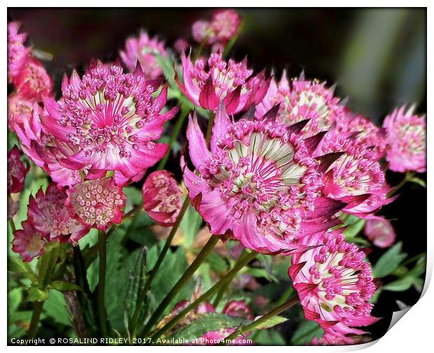 "ASTRANTIA IN THE SUNSHINE" Print by ROS RIDLEY