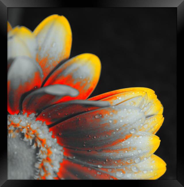 Close up, pop art flower Framed Print by Lisa Strange