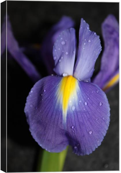 Purple flower close up/macro Canvas Print by Lisa Strange