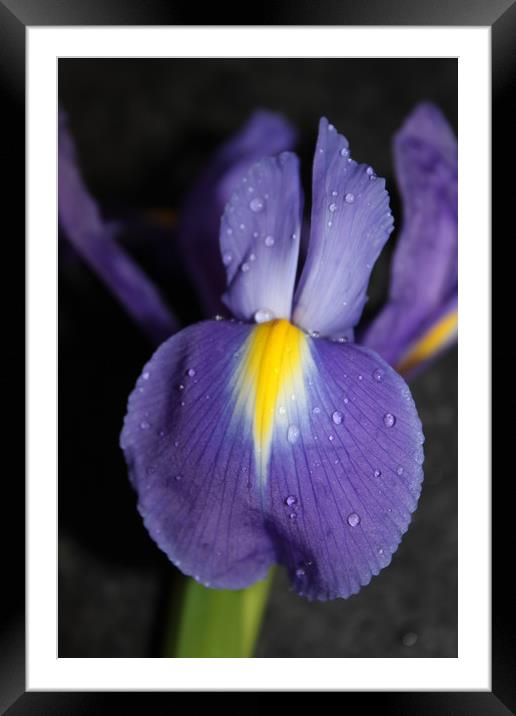 Purple flower close up/macro Framed Mounted Print by Lisa Strange