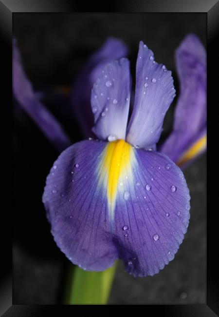 Purple flower close up/macro Framed Print by Lisa Strange