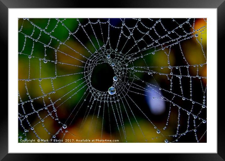 Spider web with Dew Framed Mounted Print by Mark  F Banks