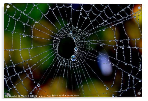 Spider web with Dew Acrylic by Mark  F Banks