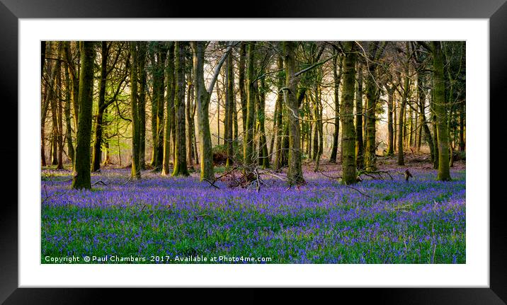 Bluebell Woods Framed Mounted Print by Paul Chambers