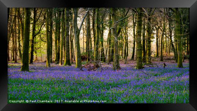 Bluebell Woods Framed Print by Paul Chambers