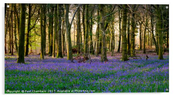 Bluebell Woods Acrylic by Paul Chambers