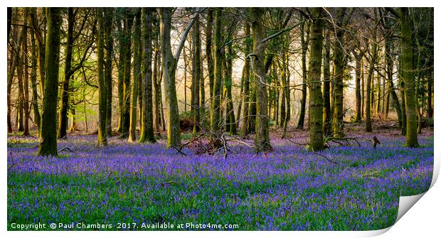 Bluebell Woods Print by Paul Chambers