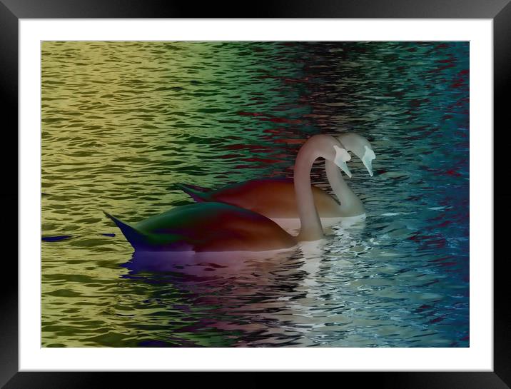 Rainbow Swans Framed Mounted Print by Martine Boer - Reid