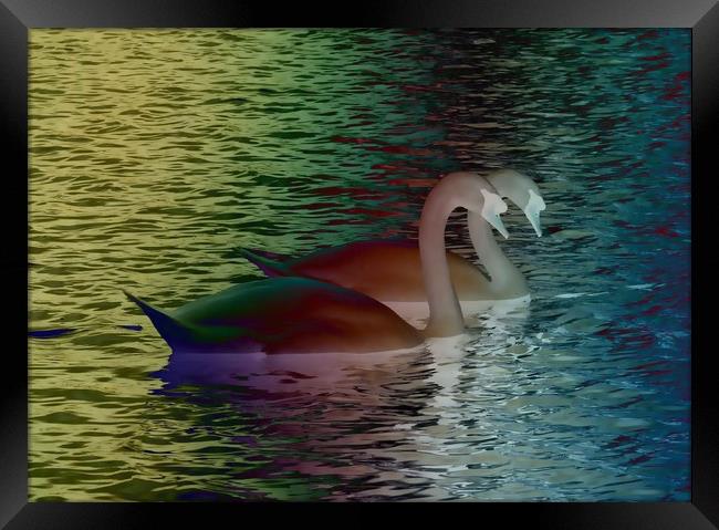 Rainbow Swans Framed Print by Martine Boer - Reid