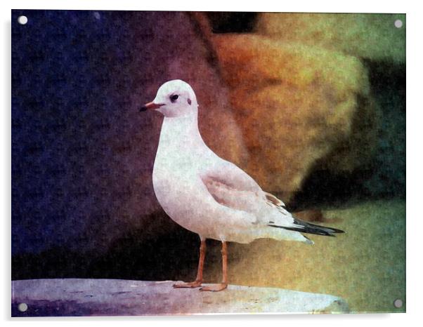 Seagull waiting for fish Acrylic by Martine Boer - Reid