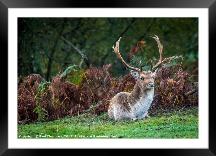 Stag of the New |Forest Framed Mounted Print by Paul Chambers