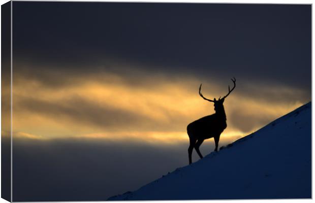 Stag Silhouette Canvas Print by Macrae Images