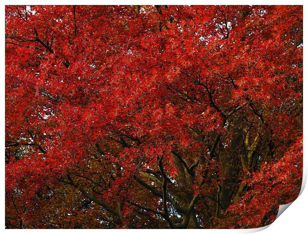 Copper Beech  Print by Victor Burnside