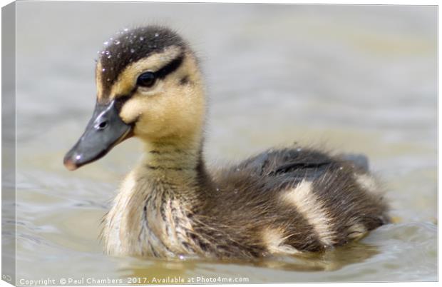 Duckling Canvas Print by Paul Chambers