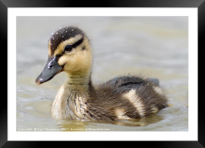 Duckling Framed Mounted Print by Paul Chambers