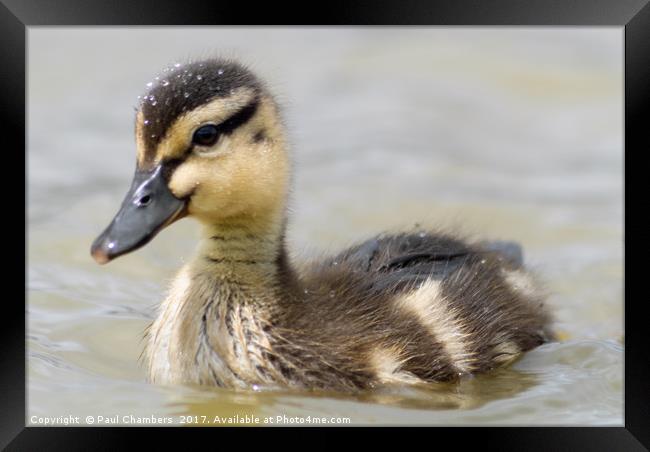 Duckling Framed Print by Paul Chambers