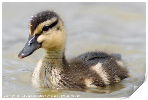 Duckling Print by Paul Chambers