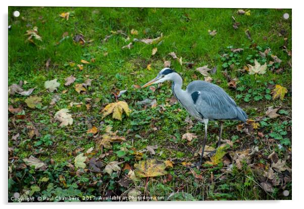Grey Heron Acrylic by Paul Chambers