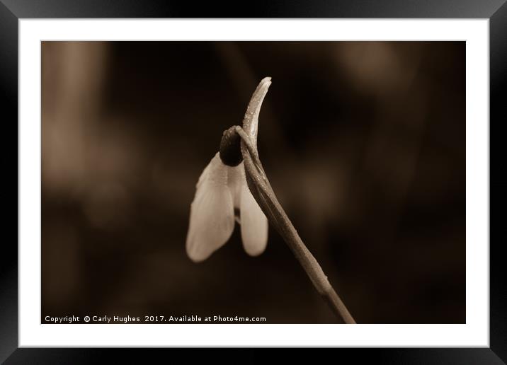 Solitary Snowdrop Framed Mounted Print by Carly Hodges