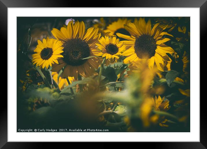 Sunflowers brighten the darkest of days Framed Mounted Print by Carly Hodges