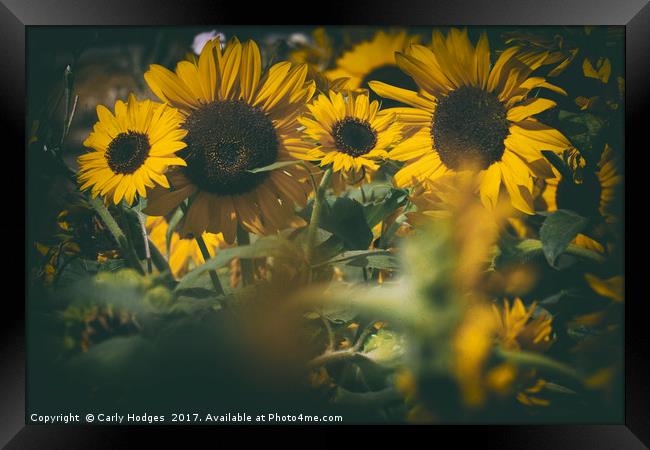 Sunflowers brighten the darkest of days Framed Print by Carly Hodges