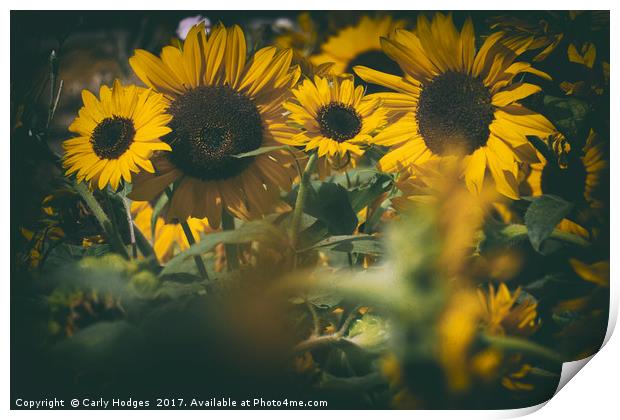 Sunflowers brighten the darkest of days Print by Carly Hodges