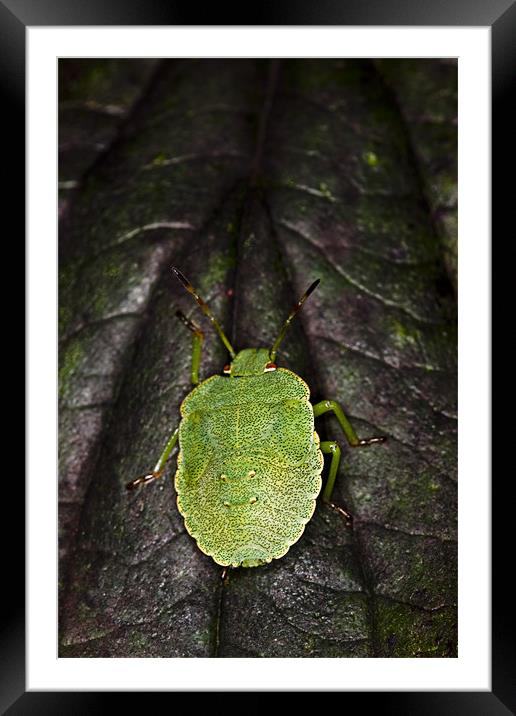 Green Shield Bug (Palomena prasina) Framed Mounted Print by Gabor Pozsgai