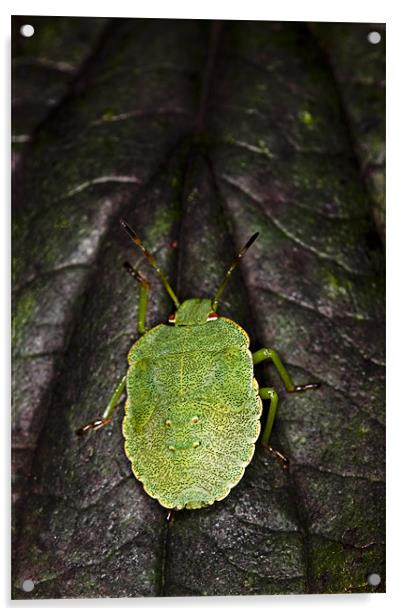 Green Shield Bug (Palomena prasina) Acrylic by Gabor Pozsgai