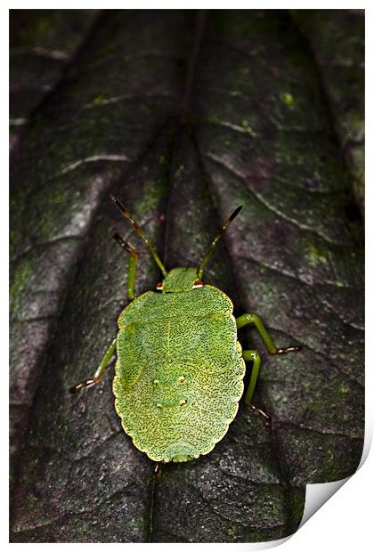 Green Shield Bug (Palomena prasina) Print by Gabor Pozsgai