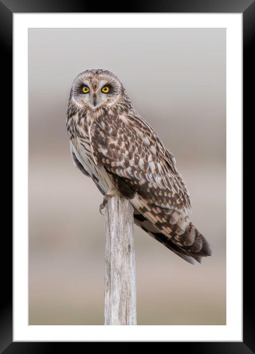 Short Eared Owl  Framed Mounted Print by Ian Hufton