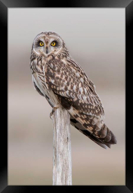 Short Eared Owl  Framed Print by Ian Hufton