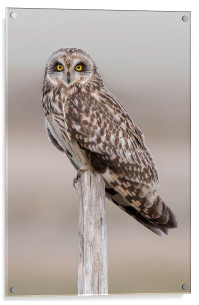 Short Eared Owl  Acrylic by Ian Hufton