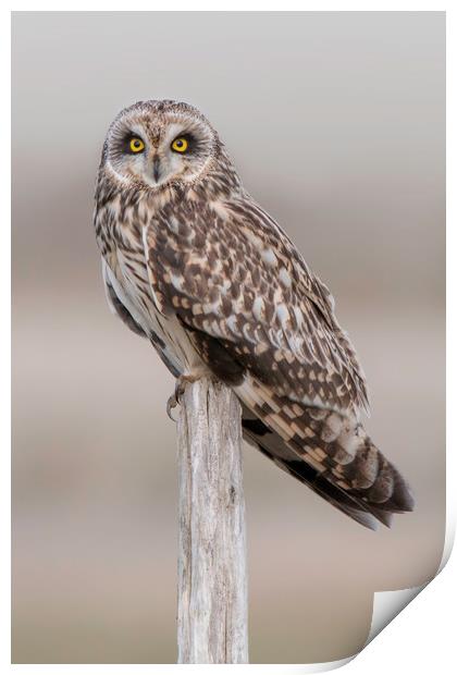 Short Eared Owl  Print by Ian Hufton