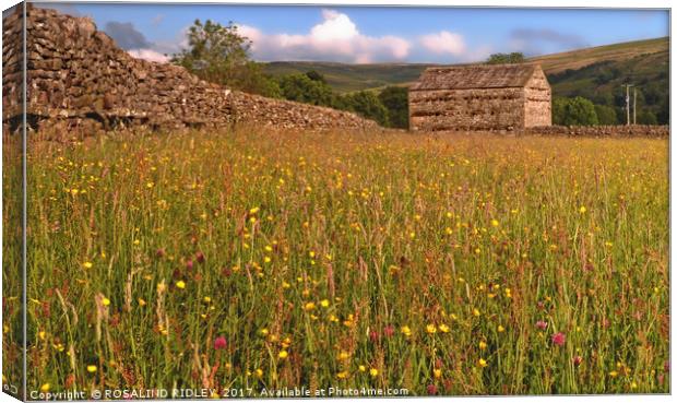 "EVENING SUNSHINE ON THE WILDFLOWERS OF MUKER MEAD Canvas Print by ROS RIDLEY