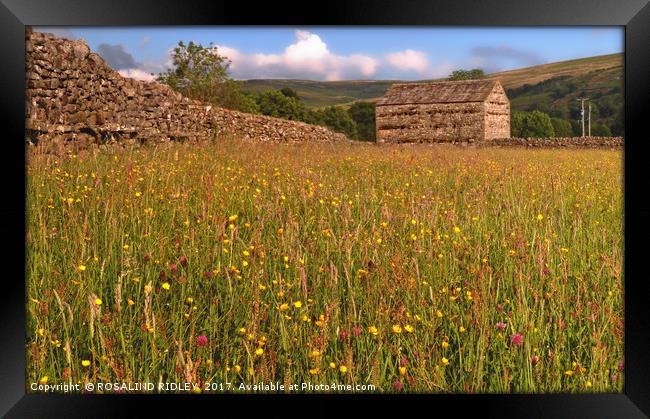 "EVENING SUNSHINE ON THE WILDFLOWERS OF MUKER MEAD Framed Print by ROS RIDLEY