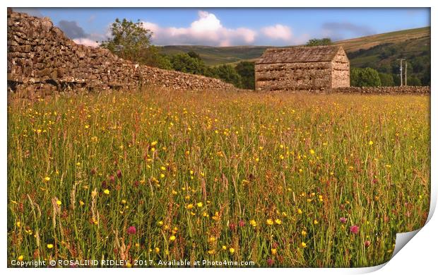 "EVENING SUNSHINE ON THE WILDFLOWERS OF MUKER MEAD Print by ROS RIDLEY