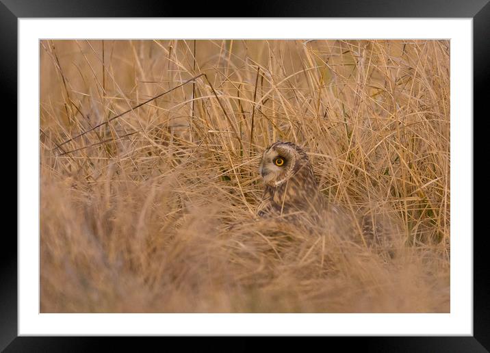 Hiding in the long grass Framed Mounted Print by Ray Taylor