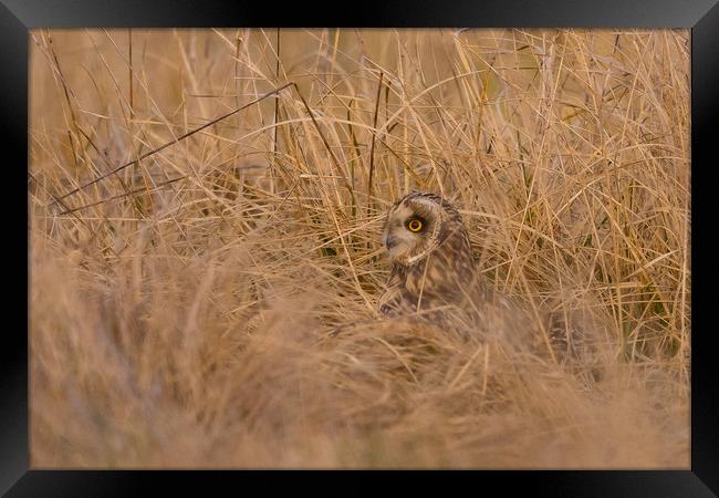 Hiding in the long grass Framed Print by Ray Taylor